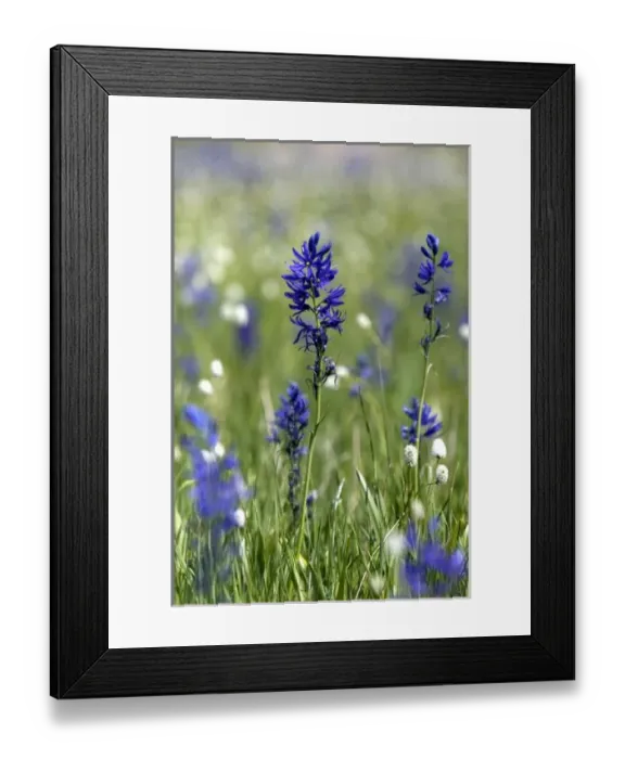 Framed Print : USA, North America, Idaho