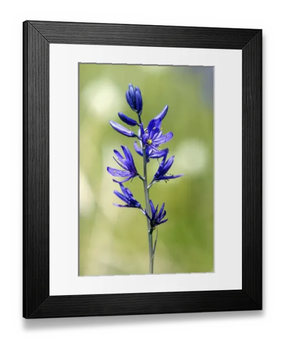 Framed Print : The blossom of a camas lily in Valley County, Idaho Framed Print : The blossom of a camas lily in Valley County, Idaho