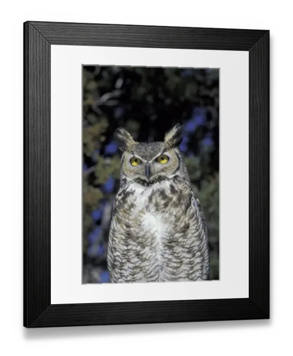 Framed Print : NA, USA, New Mexico, Wildlife West Nature Park Great Horned owl (Bubo virginianus) Framed Print : NA, USA, New Mexico, Wildlife West Nature Park Great Horned owl (Bubo virginianus)
