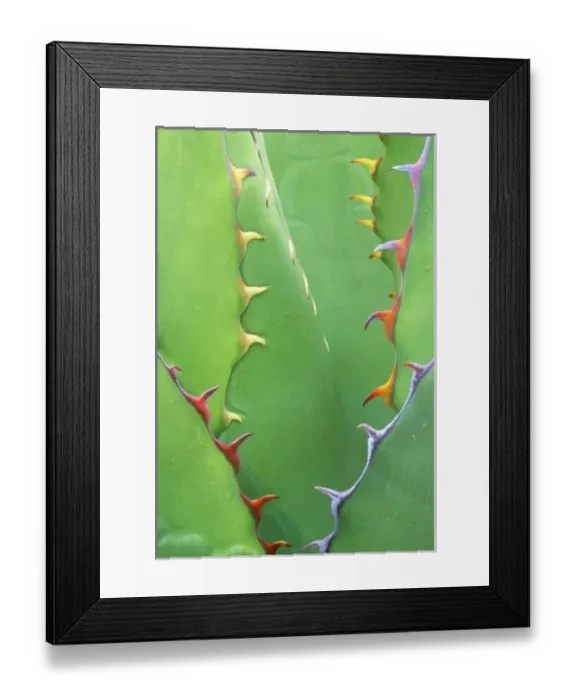 Framed Print : N. A. USA, AZ, Phoenix, Desert Botanical Museum, Agave (Agave shawii) Framed Print : N. A. USA, AZ, Phoenix, Desert Botanical Museum, Agave (Agave shawii)