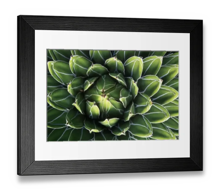 Framed Print : N. A. USA, Arizona, Tucson, Sonora Desert Museum, Queen Victorias Agave (Agave Framed Print : N. A. USA, Arizona, Tucson, Sonora Desert Museum, Queen Victorias Agave (Agave