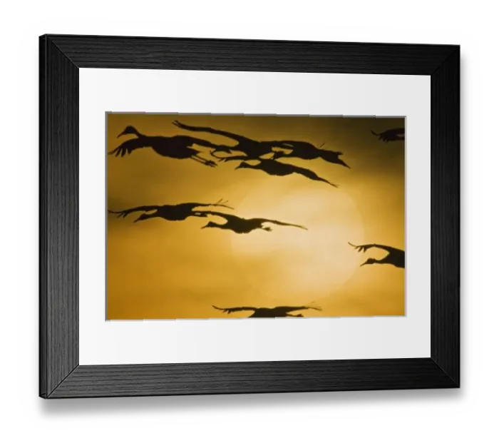 Framed Print : Sandhill Cranes Framed Print : Sandhill Cranes
