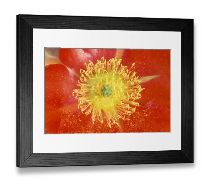 Framed Print : N. A. USA, Arizona, Casa Grande, NM, Desert Prickly Pear Cactus Flower (Opuntia phaeacantha) Framed Print : N. A. USA, Arizona, Casa Grande, NM, Desert Prickly Pear Cactus Flower (Opuntia phaeacantha)