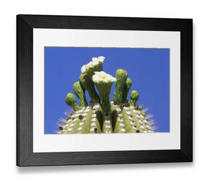 Framed Print : N. A. USA, Arizona, Tucson, Sonora Desert Museum, Saguaro Cactus Flower (Carnegiea Framed Print : N. A. USA, Arizona, Tucson, Sonora Desert Museum, Saguaro Cactus Flower (Carnegiea