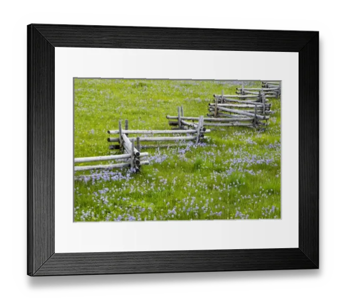 Framed Print : Meadow of penstemon wildflowers and cross stitch fence in the Sawtooth National Forest