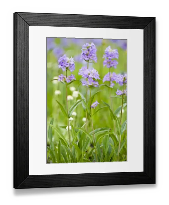 Framed Print : Meadow of penstemon wildflowers in the Sawtooth National Forest near Stanley Idaho Framed Print : Meadow of penstemon wildflowers in the Sawtooth National Forest near Stanley Idaho