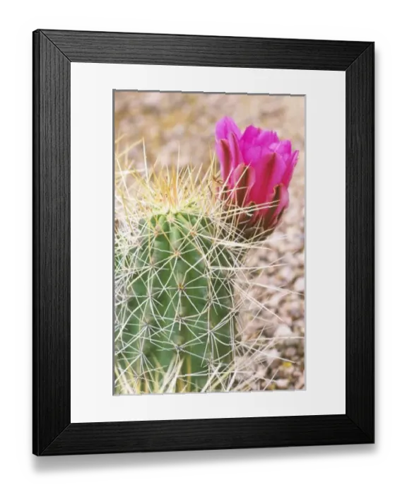 Framed Print : N. A. USA, AZ