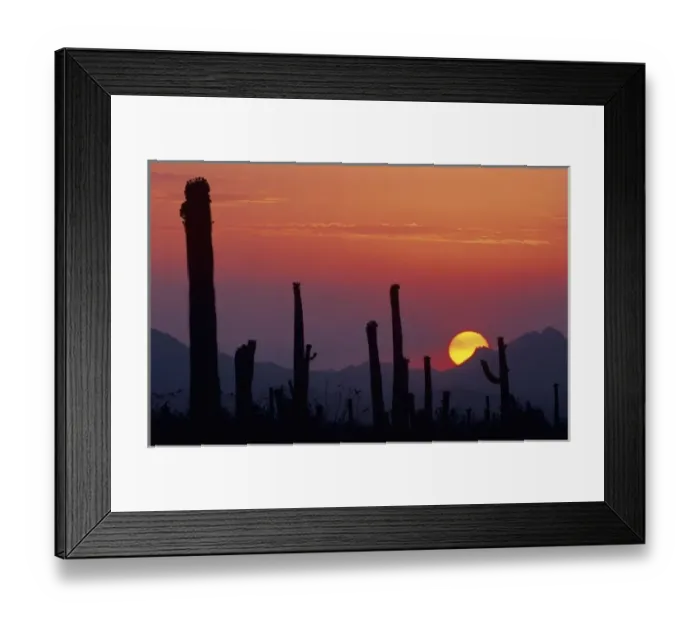 Framed Print : Saguaro Cactus (Carnegiea gigantea), Sunset, Saguaro National Park, Tuscon, Arizona, USA Framed Print : Saguaro Cactus (Carnegiea gigantea), Sunset, Saguaro National Park, Tuscon, Arizona, USA
