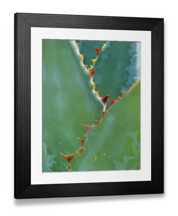 Framed Print : USA, Arizona, Tucson. Parryi Agave have sharp, rows of teeth down each spine as seen Framed Print : USA, Arizona, Tucson. Parryi Agave have sharp, rows of teeth down each spine as seen