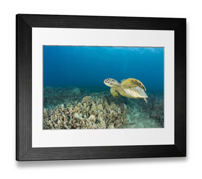 Framed Print : The Green Sea Turtle, (Chelonia mydas), is the largest hard-shelled sea turtle, Turtle Framed Print : The Green Sea Turtle, (Chelonia mydas), is the largest hard-shelled sea turtle, Turtle