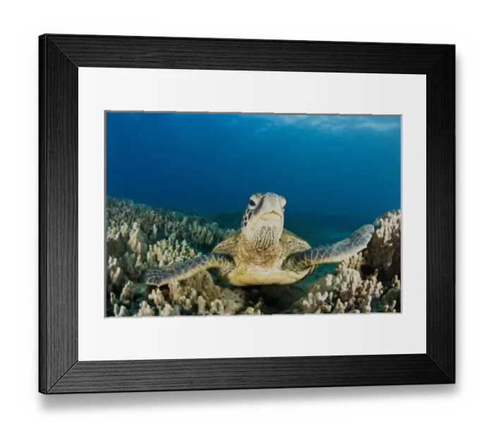 Framed Print : The Green Sea Turtle, (Chelonia mydas), is the largest hard-shelled sea turtle, Turtle Framed Print : The Green Sea Turtle, (Chelonia mydas), is the largest hard-shelled sea turtle, Turtle
