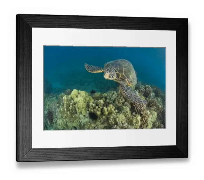 Framed Print : The Green Sea Turtle, (Chelonia mydas), is the largest hard-shelled sea turtle, Turtle Framed Print : The Green Sea Turtle, (Chelonia mydas), is the largest hard-shelled sea turtle, Turtle