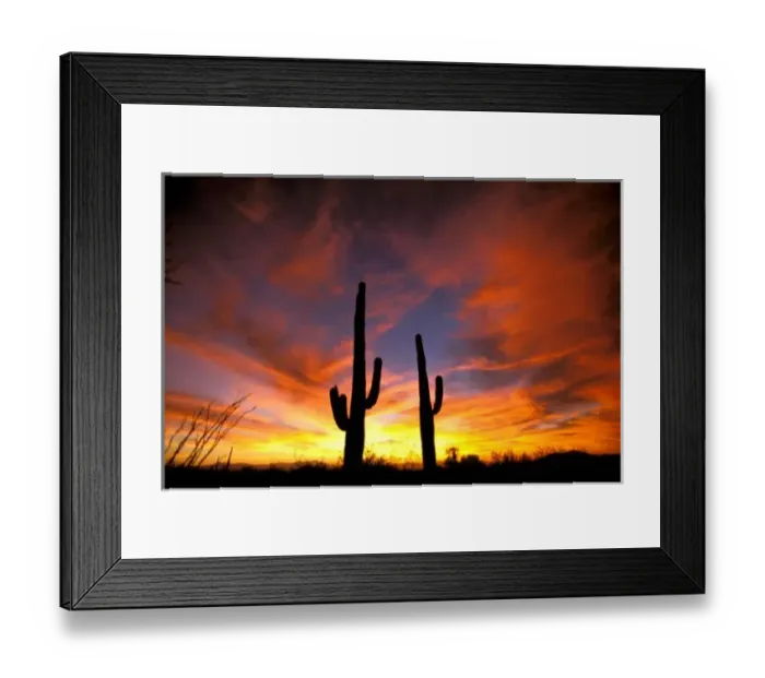 Framed Print : North America, USA, Arizona, Sonoran Desert. Saguaro cactus at sunset (Carnegia gigantea) Framed Print : North America, USA, Arizona, Sonoran Desert. Saguaro cactus at sunset (Carnegia gigantea)