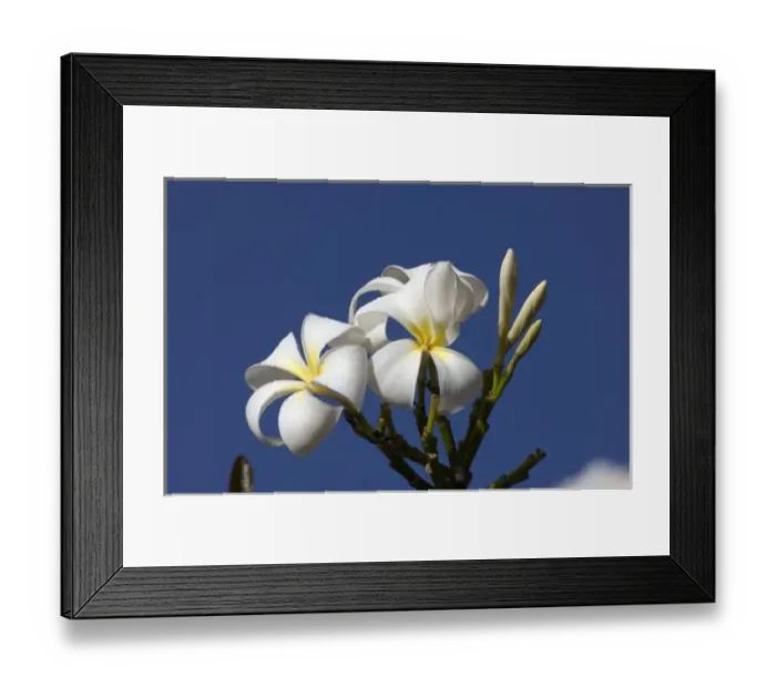 Framed Print : USA, Hawaii, Kauai, white plumeria Framed Print : USA, Hawaii, Kauai, white plumeria