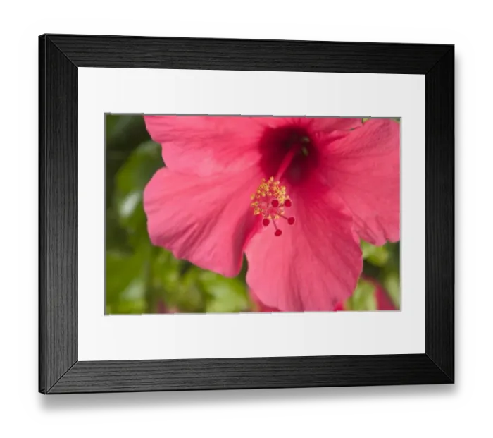 Framed Print : USA, Hawaii, Kauai, Hibiscus Framed Print : USA, Hawaii, Kauai, Hibiscus