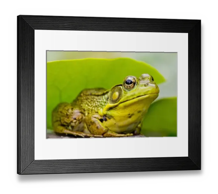 Framed Print : Unknown. North America, USA, New Jersey, Far Hills, Leonard J. Buck Garden. Green Frog