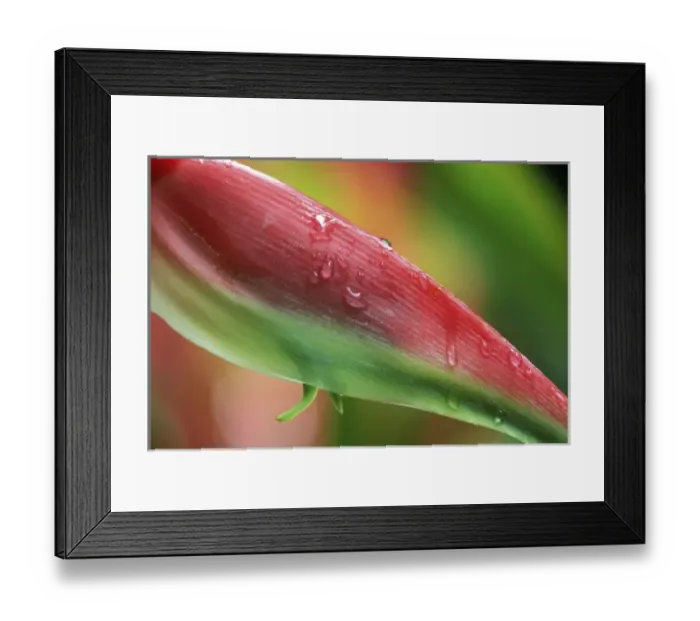 Framed Print : Sexy Pink (Heliconia), Hilo Botanical Garden, Hilo, Hawaii, USA Framed Print : Sexy Pink (Heliconia), Hilo Botanical Garden, Hilo, Hawaii, USA