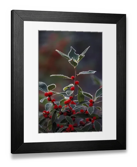 Framed Print : North America, United States, New England. Holly berries with frost Framed Print : North America, United States, New England. Holly berries with frost