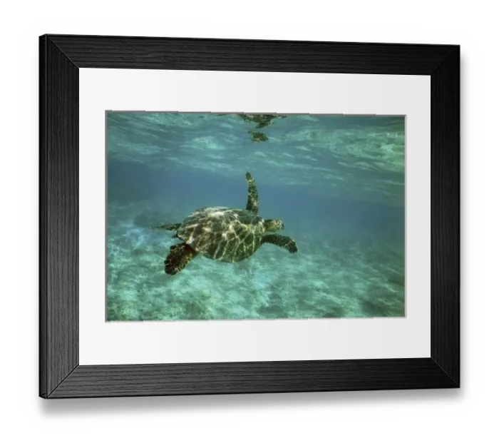 Framed Print : Green Sea Turtle, (Chelonia mydas), Kona Coast, Hawaii, young turtle swimming underwater Framed Print : Green Sea Turtle, (Chelonia mydas), Kona Coast, Hawaii, young turtle swimming underwater