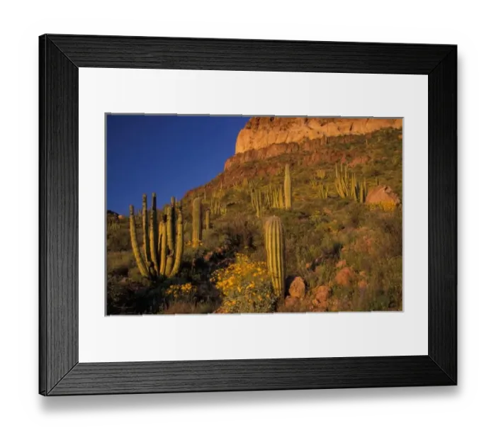 Framed Print : North America, USA, Arizona, Organ Pipe Cactus National Monument, flowering Brittlebrush Framed Print : North America, USA, Arizona, Organ Pipe Cactus National Monument, flowering Brittlebrush