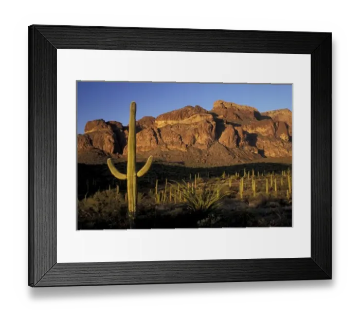 Framed Print : NA, USA, Arizona. Organ Pipe Cactus National Monument. Saguaro forest Framed Print : NA, USA, Arizona. Organ Pipe Cactus National Monument. Saguaro forest