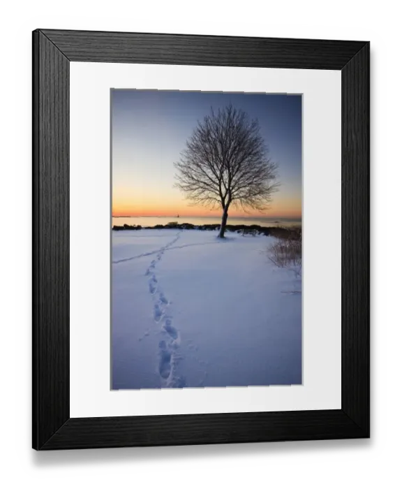 Framed Print : Lone tree in fresh snow at New Castle Common at sunrise. New Castle, New Hampshire, USA
