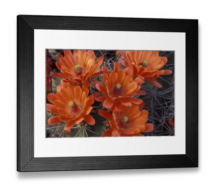 Framed Print : NA, USA, Arizona, San Xavier. Claret Cup cactus flowers