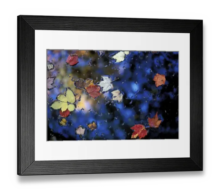 Framed Print : North America, US, NH, Leaves in a pond next to the Kilburn Loop Trail in Pisgah State Park Framed Print : North America, US, NH, Leaves in a pond next to the Kilburn Loop Trail in Pisgah State Park