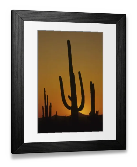 Framed Print : Giant saguaro cactus (Cereus giganteus), Saguaro National Park, Tucson, Arizona Framed Print : Giant saguaro cactus (Cereus giganteus), Saguaro National Park, Tucson, Arizona