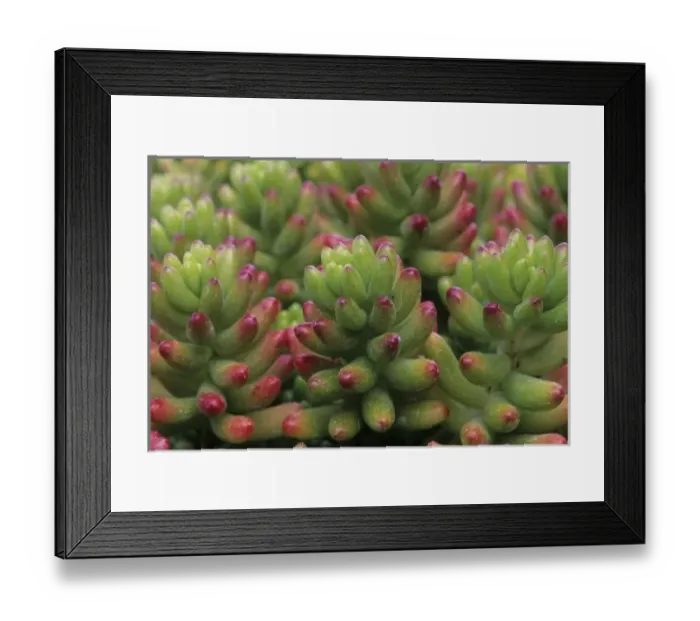 Framed Print : Sedum plant, Arizona-Sonora Desert Museum, Tucson, Arizona, United States Framed Print : Sedum plant, Arizona-Sonora Desert Museum, Tucson, Arizona, United States