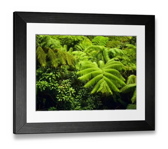 Framed Print : Hawaii, Big Island, Lush tropical greenery in Hawaii Volcanoes National Park Framed Print : Hawaii, Big Island, Lush tropical greenery in Hawaii Volcanoes National Park