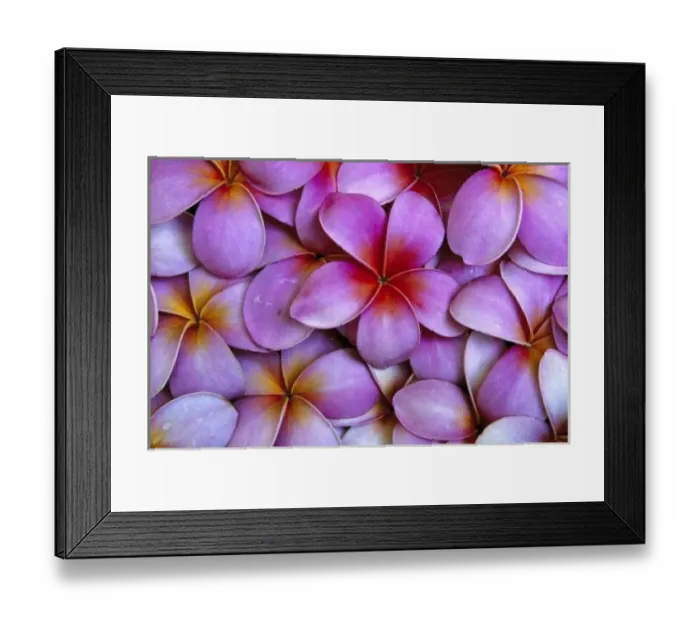 Framed Print : N. A. USA, Maui, Hawaii. Pink Plumeria blossoms Framed Print : N. A. USA, Maui, Hawaii. Pink Plumeria blossoms