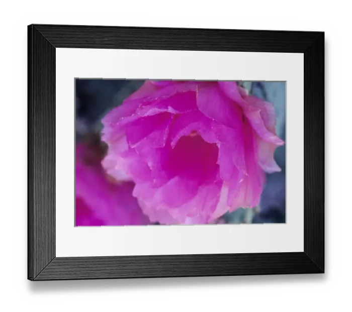 Framed Print : Pink Hedgehog Cactus blossom (Echinocereus fendleri), Arizona-Sonora Desert Museum Framed Print : Pink Hedgehog Cactus blossom (Echinocereus fendleri), Arizona-Sonora Desert Museum