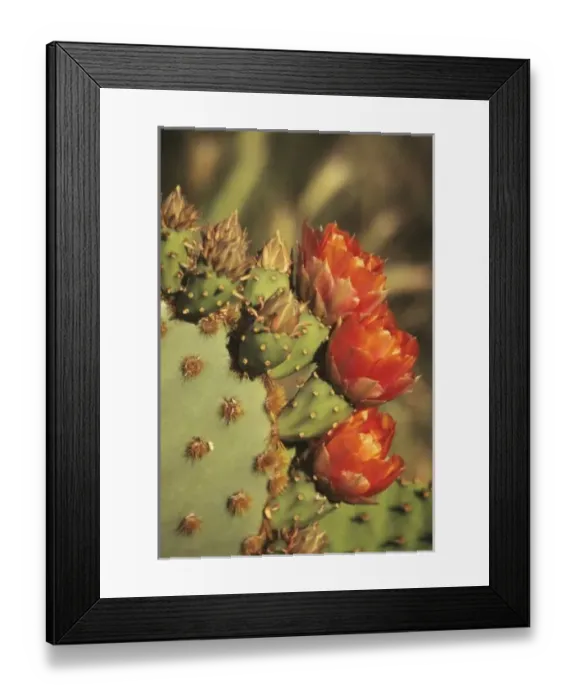Framed Print : Prickly pear cactus Framed Print : Prickly pear cactus