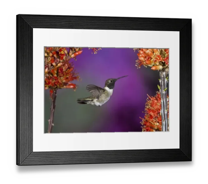 Framed Print : Black-chinned Humingbird, Archilochus alexandri, male, Arizona, USA Framed Print : Black-chinned Humingbird, Archilochus alexandri, male, Arizona, USA