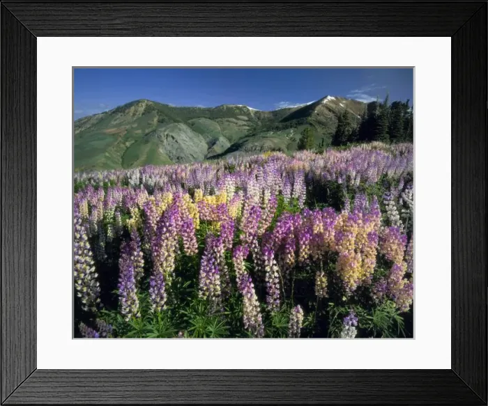 Framed Print : JARBIDGE WILDERNESS, NEVADA. USA. Spur lupine (Lupinus arbustus) & wyethia (Wyethia amplexicaulis) Framed Print : JARBIDGE WILDERNESS, NEVADA. USA. Spur lupine (Lupinus arbustus) & wyethia (Wyethia amplexicaulis)