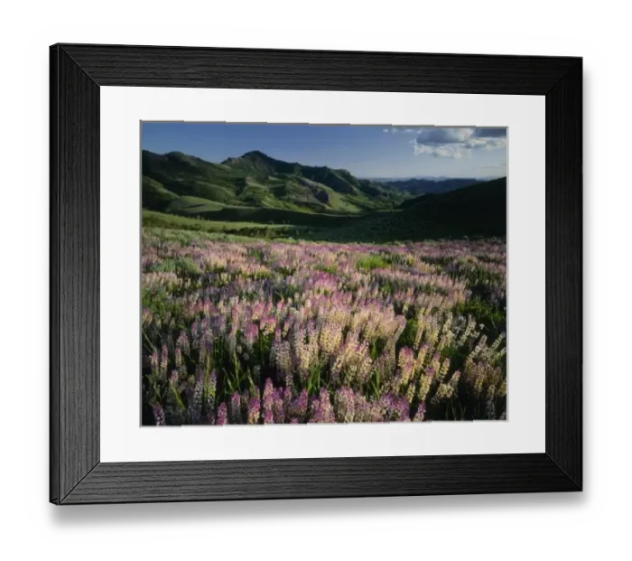 Framed Print : Jarbridge Wilderness and Mountains, Nevada, Spur lupine (Lupinus arbustus), Marys River Basin Framed Print : Jarbridge Wilderness and Mountains, Nevada, Spur lupine (Lupinus arbustus), Marys River Basin
