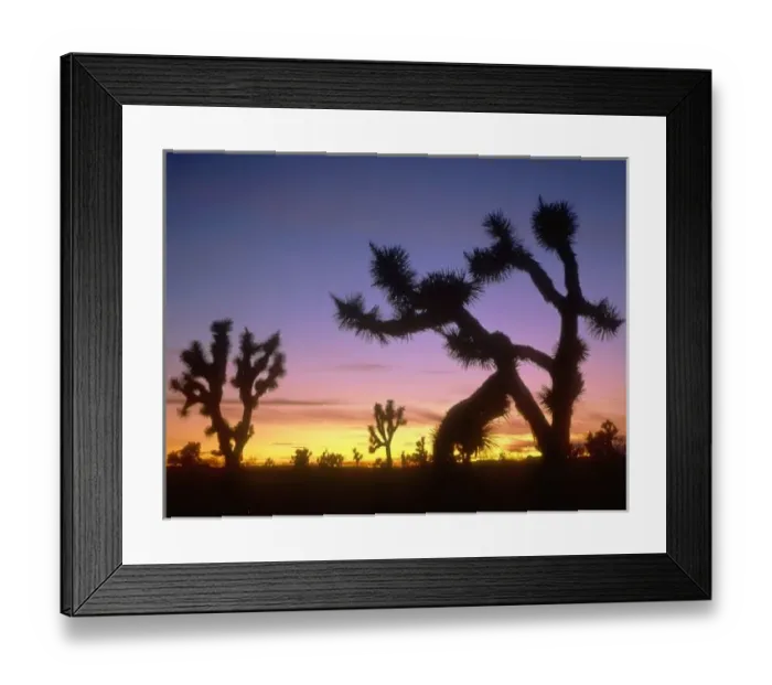 Framed Print : NEVADA. USA. Joshua trees (Yucca brevifolia) at dusk. Foothills of the Mormon Mountains