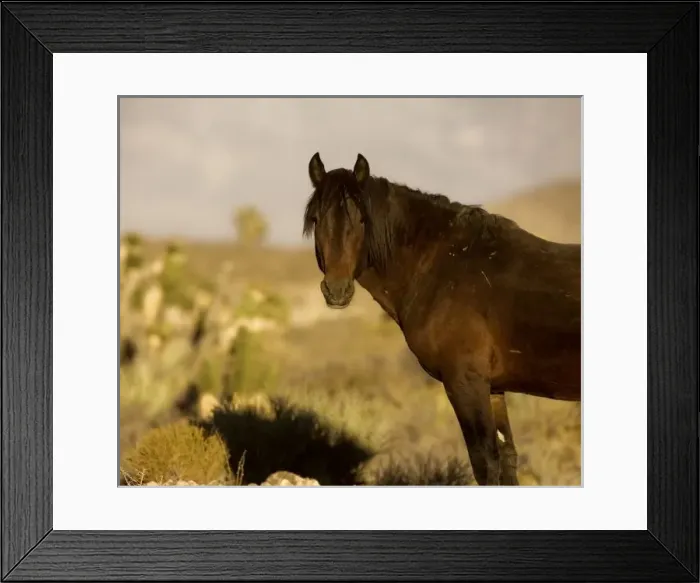 Framed Print : USA, North America, Nevada