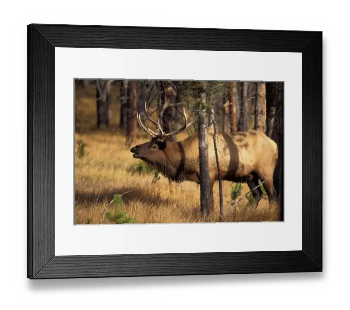 Framed Print : elk, Cervus elaphus Framed Print : elk, Cervus elaphus
