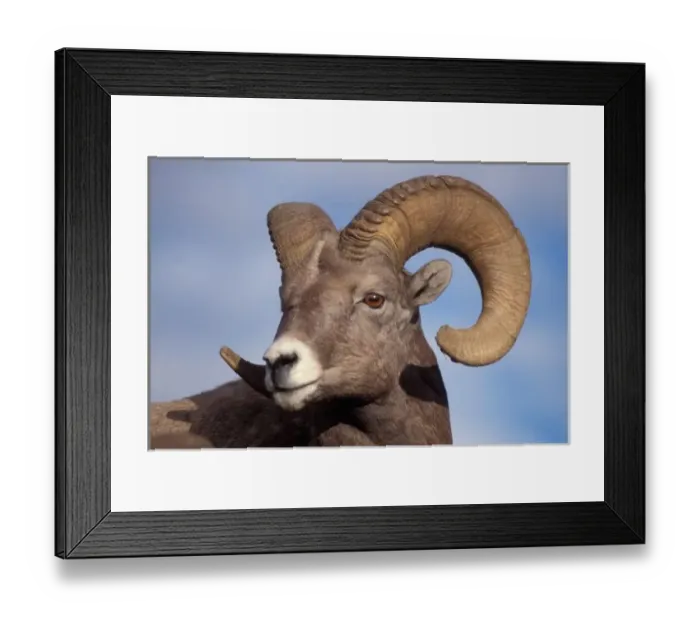 Framed Print : big horn sheep, mountain sheep, Ovis canadensis, ram in Yellowstone National Park Framed Print : big horn sheep, mountain sheep, Ovis canadensis, ram in Yellowstone National Park