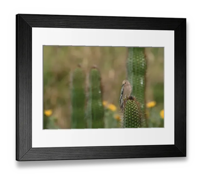 Framed Print : USA, Saguaro National