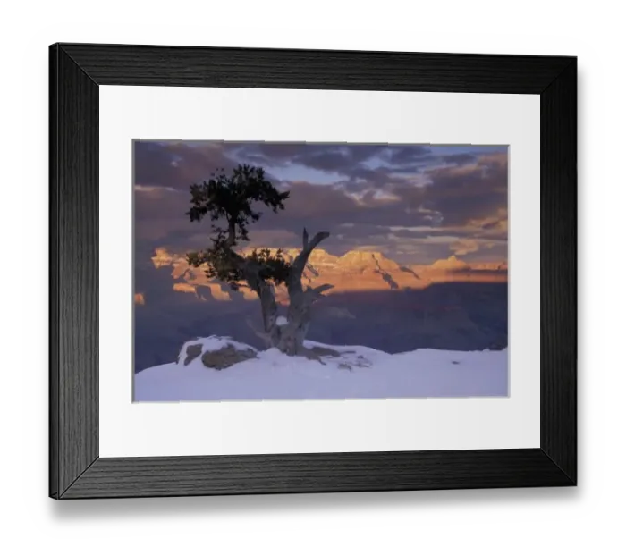 Framed Print : NA, USA, Arizona, Grand Canyon NP, Sunset on the south rim; juniper trees; winter Framed Print : NA, USA, Arizona, Grand Canyon NP, Sunset on the south rim; juniper trees; winter