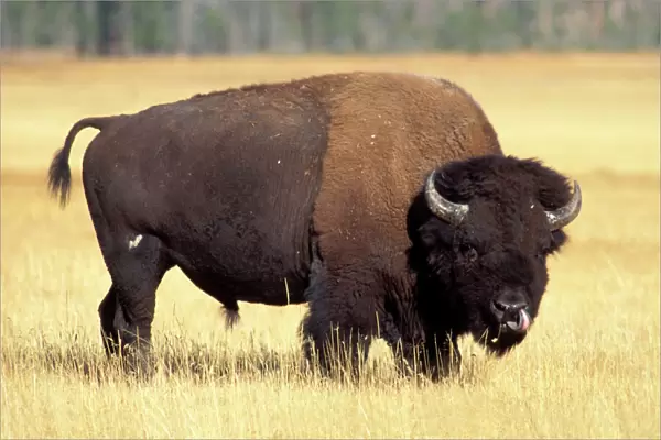 bison, Bison bison