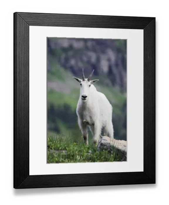 Framed Print : Mountain Goat, Oreamnos americanus, adult with summer coat, Glacier National Park Framed Print : Mountain Goat, Oreamnos americanus, adult with summer coat, Glacier National Park