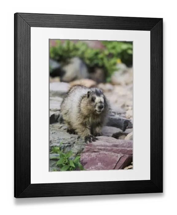 Framed Print : USA, North America, Montana Framed Print : USA, North America, Montana