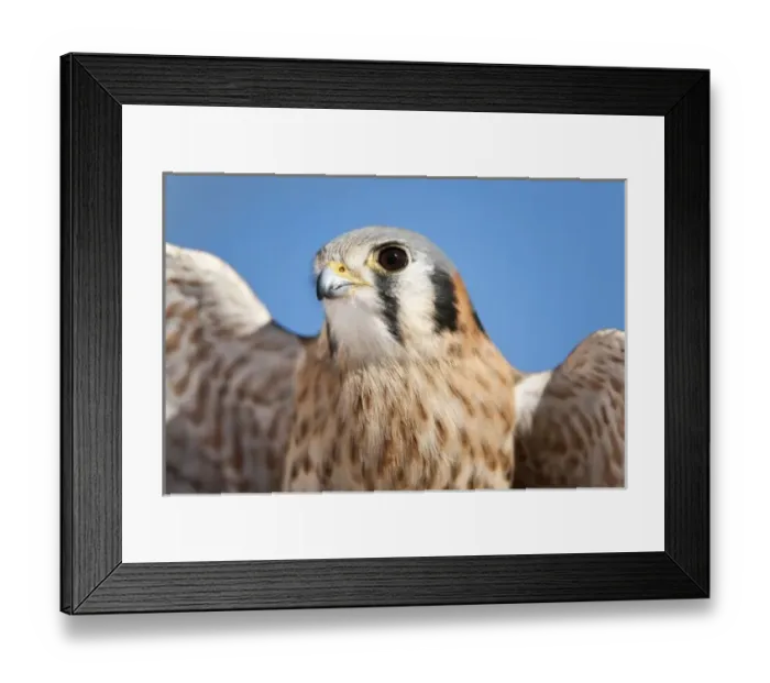 Framed Print : United States, Arizona, Tucson, Arizona-Sonora Desert Museum, American Kestrel (Falco