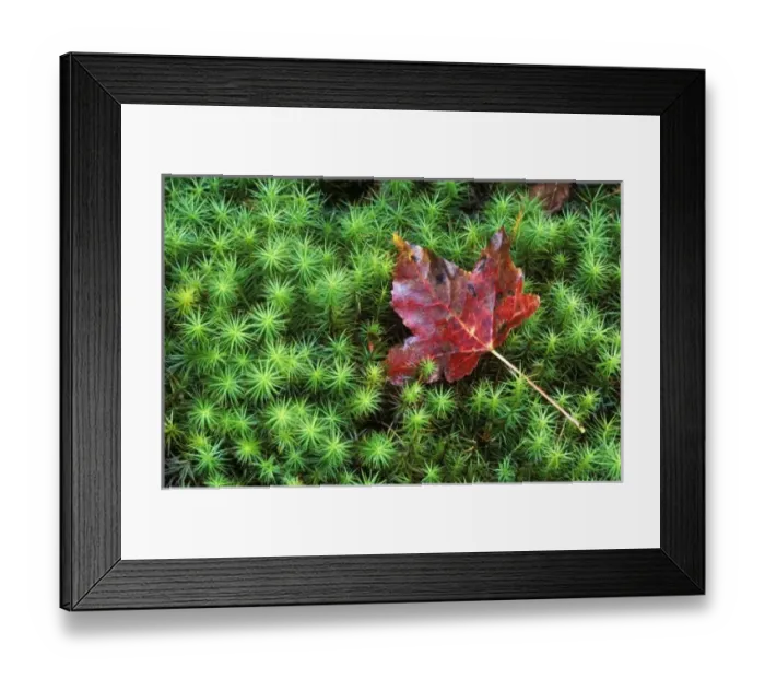 Framed Print : Sugar Maple Leaf on Moss, Lookout Mt. GA, USA