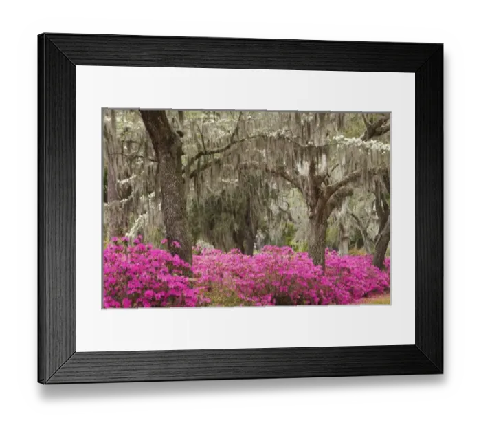 Framed Print : USA, Georgia, Savannah, Spring at Historic Bonaventure Cemetery