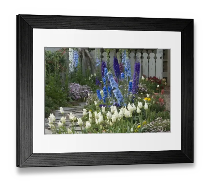 Framed Print : Spring flowers along a garden path, Georgia Framed Print : Spring flowers along a garden path, Georgia
